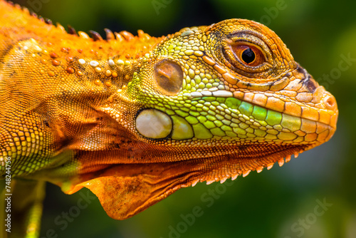 Iguana is a genus of herbivorous lizards that are native to tropical areas of Mexico, Central America, South America, and the Caribbean