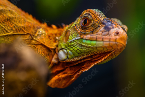 Iguana is a genus of herbivorous lizards that are native to tropical areas of Mexico  Central America  South America  and the Caribbean