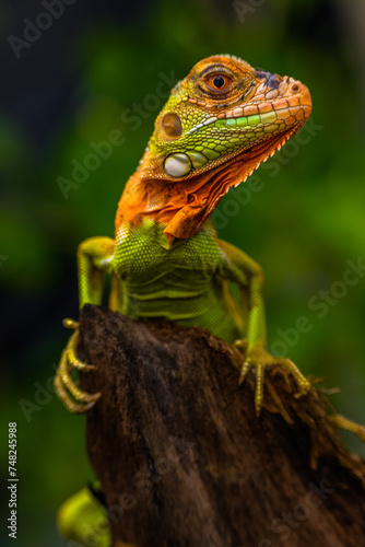 Iguana is a genus of herbivorous lizards that are native to tropical areas of Mexico, Central America, South America, and the Caribbean