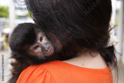 Woman with capuchin monkey (família Cebidae, subfamíia Cebinae) on her arm. Fortaleza-Ceará, Brazil. photo