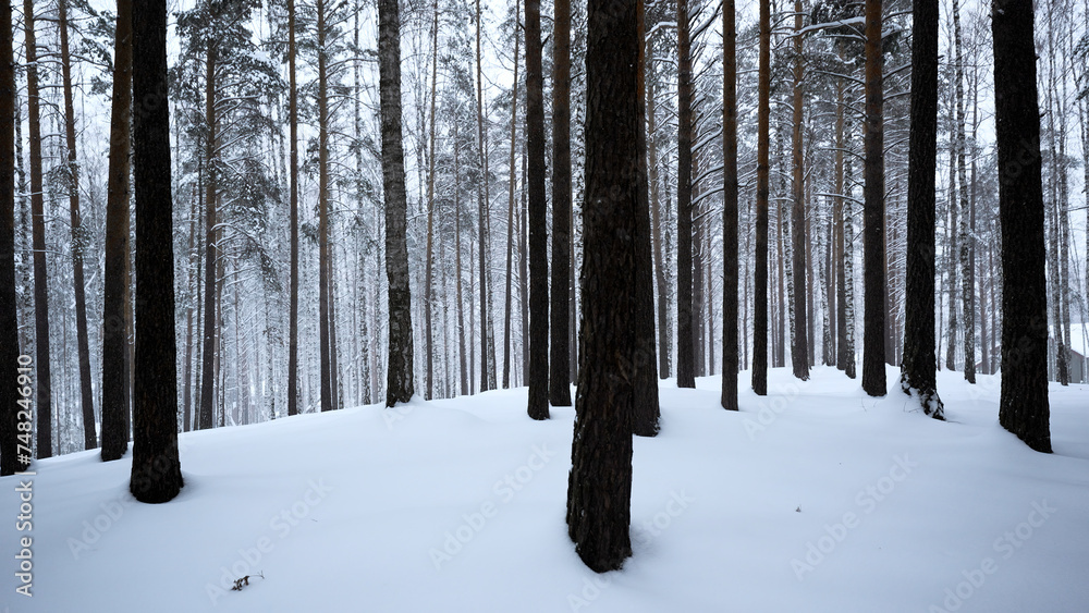 Winter landscape with pine trees covered with snow in white forest. Media. Fairytale winter forest during snowfall.