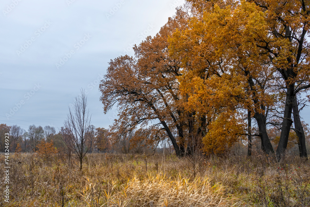 Autumn landscape with an oak grove, bright yellow foliage on the trees on a cloudy day Autumn landscape with an oak grove, bright yellow foliage on the trees on a cloudy day