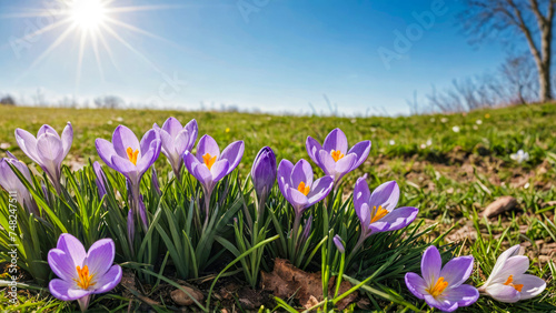 Scenic spring landscape with blue sky with sunlight  and Spring Flowers Crocus Blossoms On Grass. Copy space.