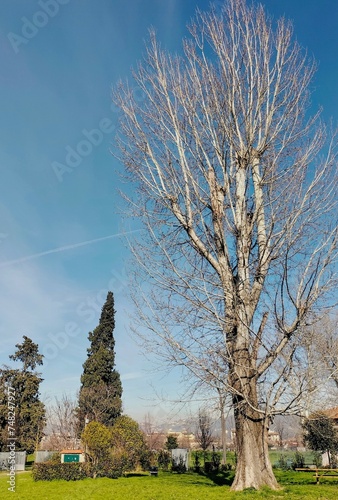 the foliage of trees in winter