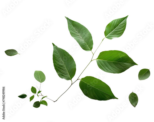 green leaves isolated on white