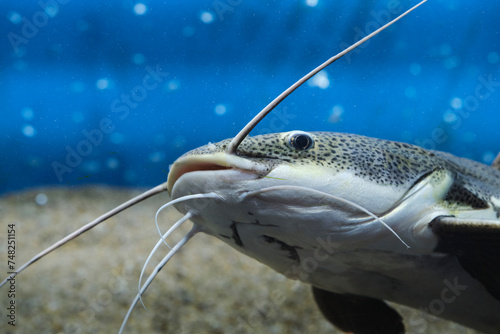 Quadro em tela Red tailed flathead catfish in closeup in an aquarium.