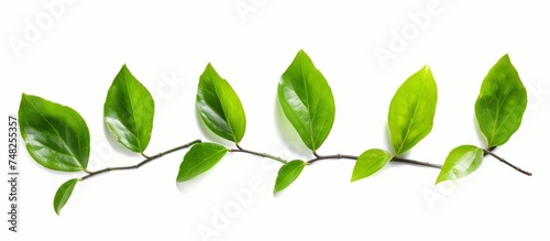 Fresh green leaves isolated on a white background for organic design inspiration and nature-themed projects