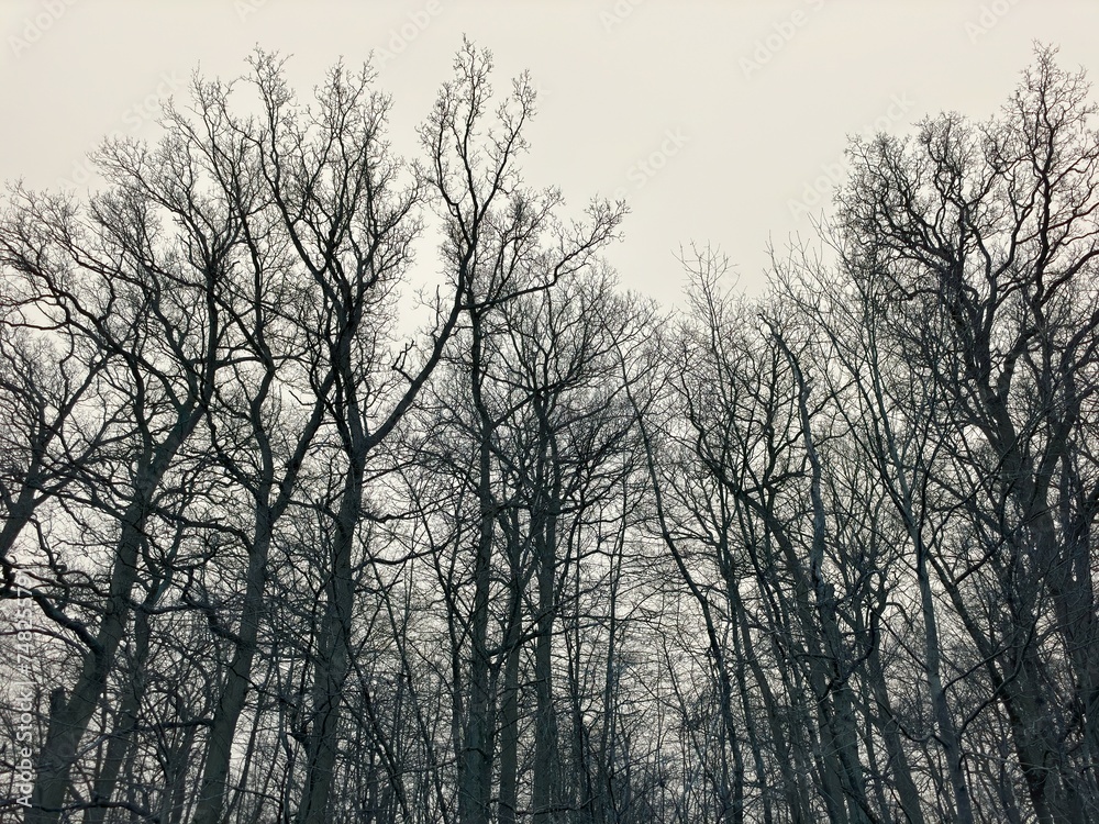 trees in the fog