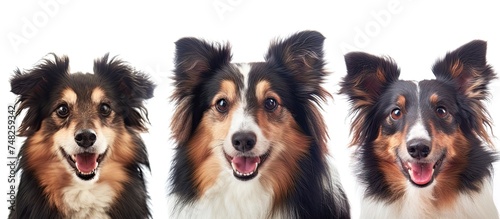 Three adorable dogs  a Shetland Sheepdog and two Collies  sit closely next to each other. The dogs appear well-behaved and content in their grouping.