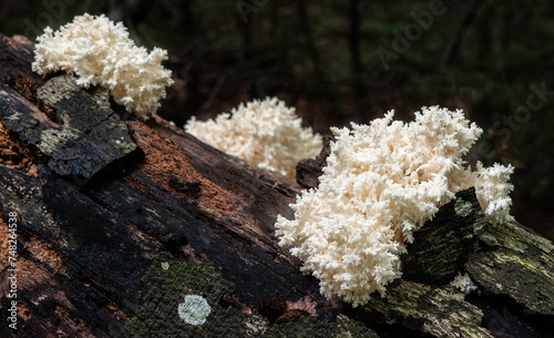 Colony of staghorn mushrooms in the form of corals on a dead tree trunk.