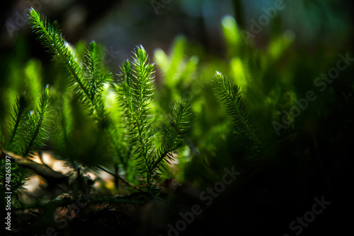 Selective focus green sprigs of club moss growing on the forest floor. Blurred background. Abstract light spots.