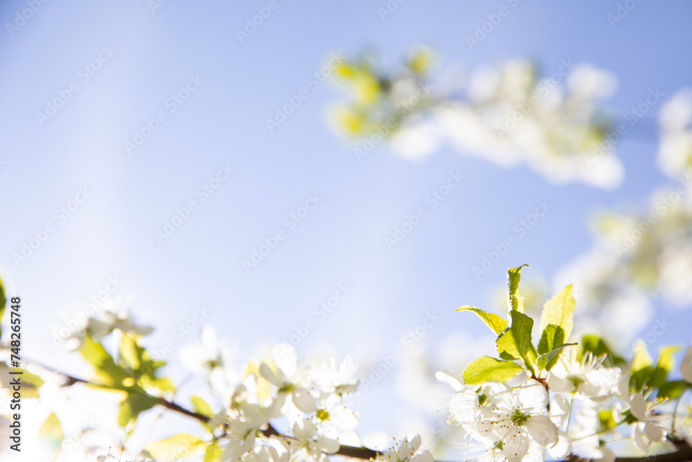 Background spring gentle glow of cherry blossoms on a sunny day Background spring gentle glow of cherry blossoms on a sunny day