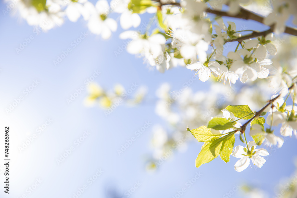 Spring gentle glow of cherry blossoms on a sunny day, background and copy space