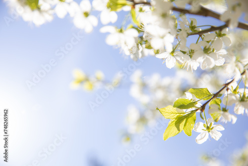 Spring gentle glow of cherry blossoms on a sunny day  background and copy space