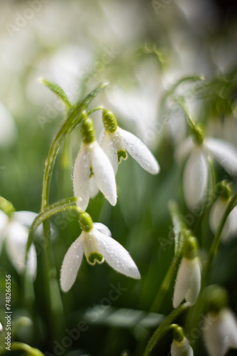 Kwiaty wiosenne. Białe przebiśniegi, rozmyte tło © anettastar