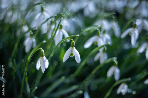 Kwiaty wiosenne. Białe przebiśniegi, rozmyte tło © anettastar