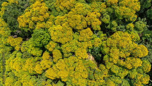 PETAR Mata Atlântica Parque Nacional Cavernas Ecoturismo Preservação Ambiental Natureza Trilhas Aventura Biodiversidade Turismo Sustentável Rios Cascata Flora Fauna Belezas Naturais Caminhadas Drone © Pedro