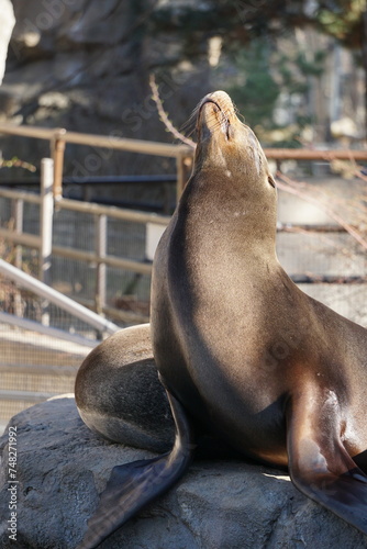 a large fur seal is sitting on a rock in an zoo