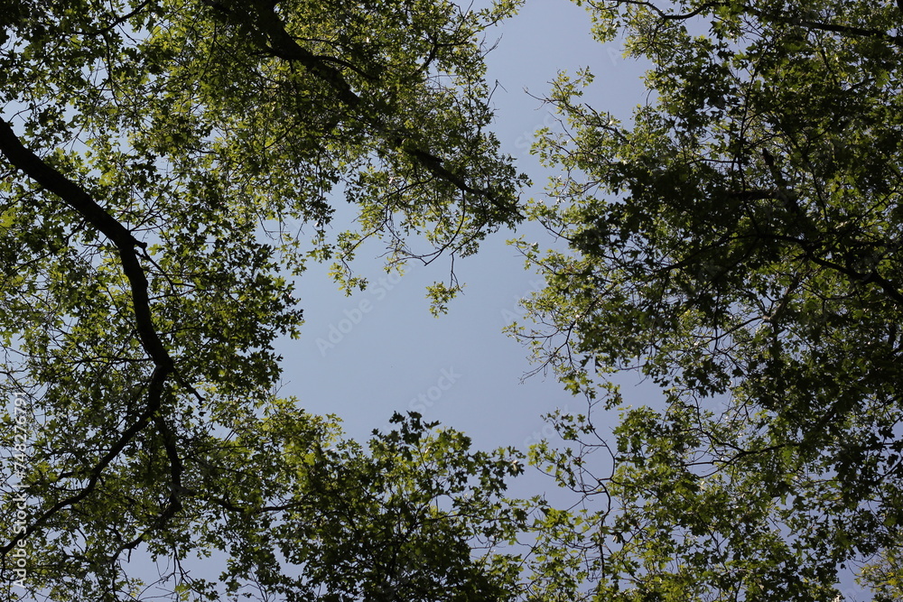 Obraz premium trees in the sky