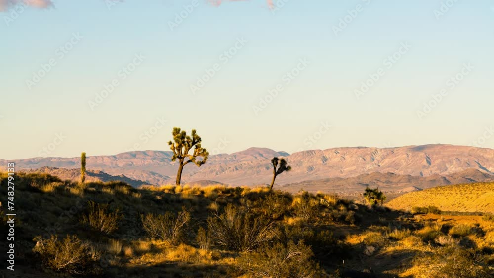 Timelapse of Joshua Tree at sunset in high desert in California, USA Timelapse of Joshua Tree at sunset in high desert in California, USA