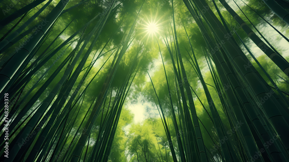 Tranquil bamboo forest, tall bamboo stalks create a dense and peaceful atmosphere