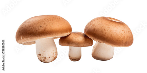 Three brown champignons or portobello mushrooms isolated on transparent a white background