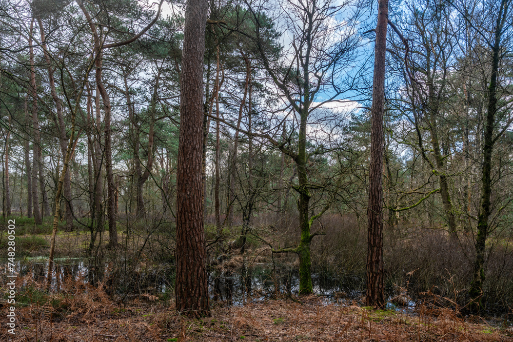 Forest with pools of rain between trees after heavy rains in The Netherlands near Goirle.