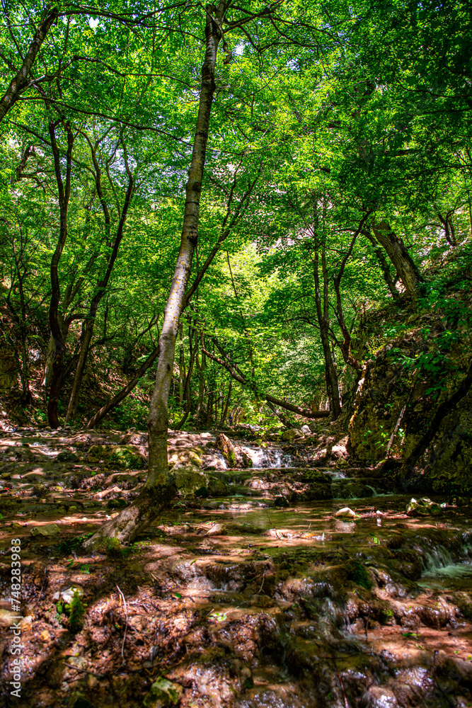 Obraz premium Verdant Forest Stream at Aq Su Waterfall, Golestan National Park, Iran
