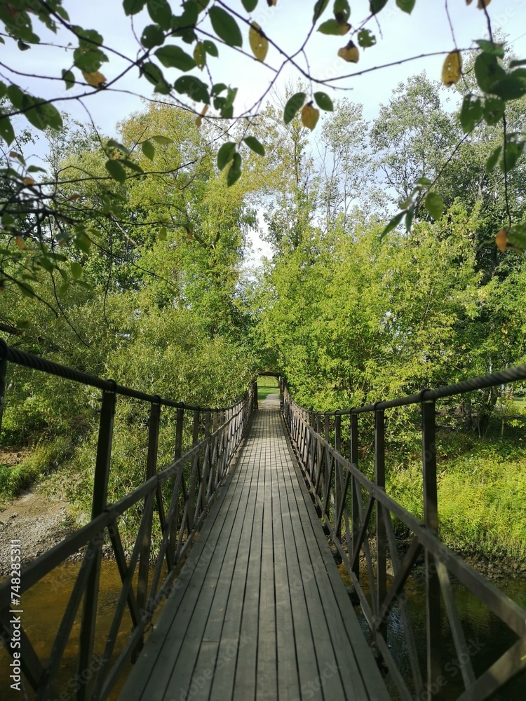 Fototapeta premium bridge in the forest