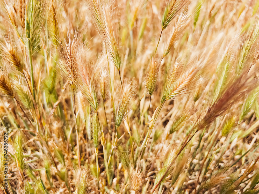 Fototapeta premium Close-up view of grass with ears