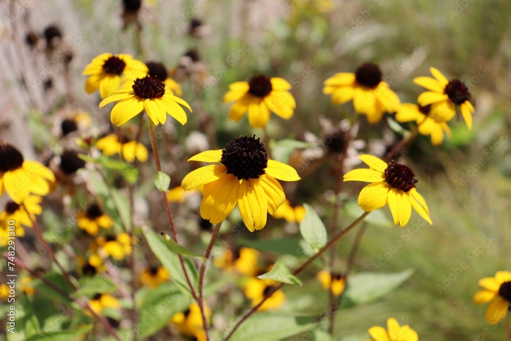 Obraz premium brown-eyed susan (Rudbeckia triloba) in full frame