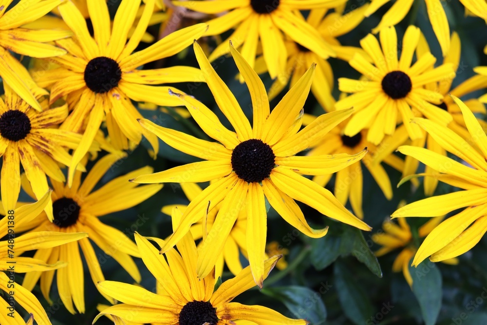 black eyed susan in full frame black eyed susan in full frame