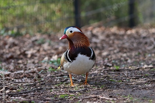  closeup mandarin duck (Aix galericulata)
