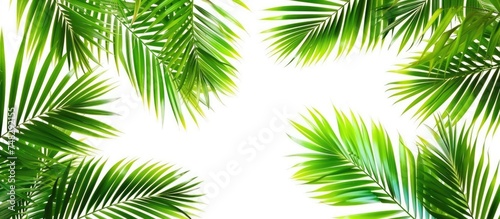 Numerous green palm leaves are arranged on a clean white background. The leaves are vibrant and tropical, creating a fresh and summery aesthetic. This composition offers ample space for text, making