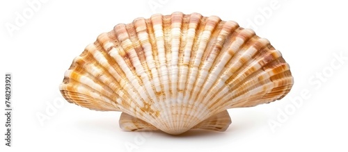 sea shell an isolated