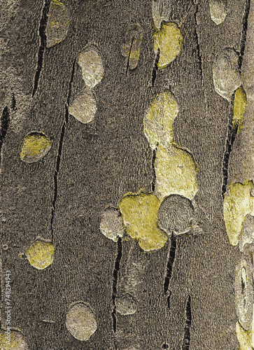 Vector illustration of the texture of the bark of an oriental plane tree or Platanus orientalis in Latin. Natural military background.