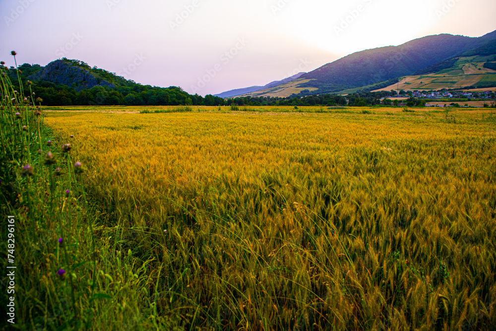 Golden Wheat Field at Dusk in Golestan Province, Iran