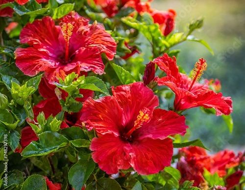 A batch red hibiscus flowers for a background  realistic  with shallow depth-of the field