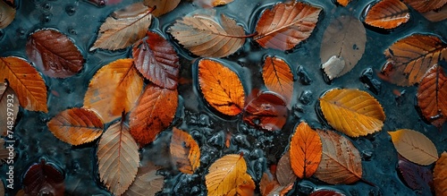 a close up of colorful leaves by the roadside