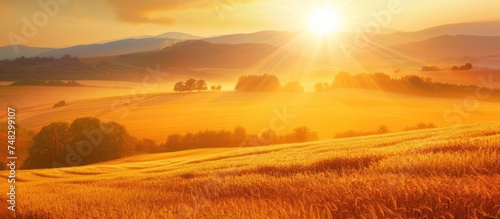 The sun is descending below the horizon  casting a golden hue over the wheat field. The sky is illuminated with warm colors as darkness gradually envelops the landscape.