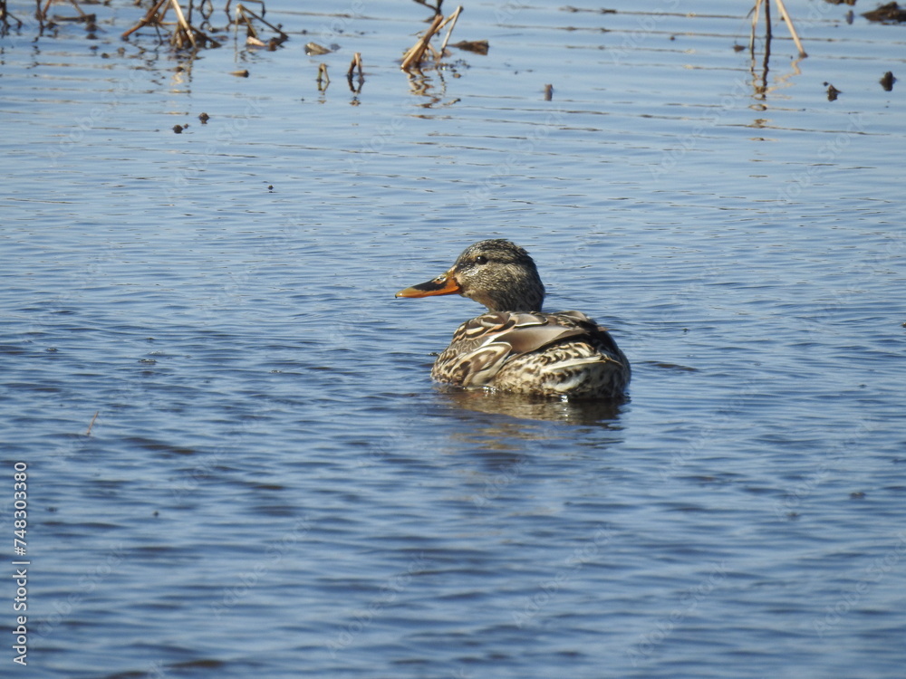 A female mallard duck swimming in the wetland waters of the Bombay hook National Wildlife Refuge, Kent County, Delaware. A female mallard duck swimming in the wetland waters of the Bombay hook National Wildlife Refuge, Kent County, Delaware.