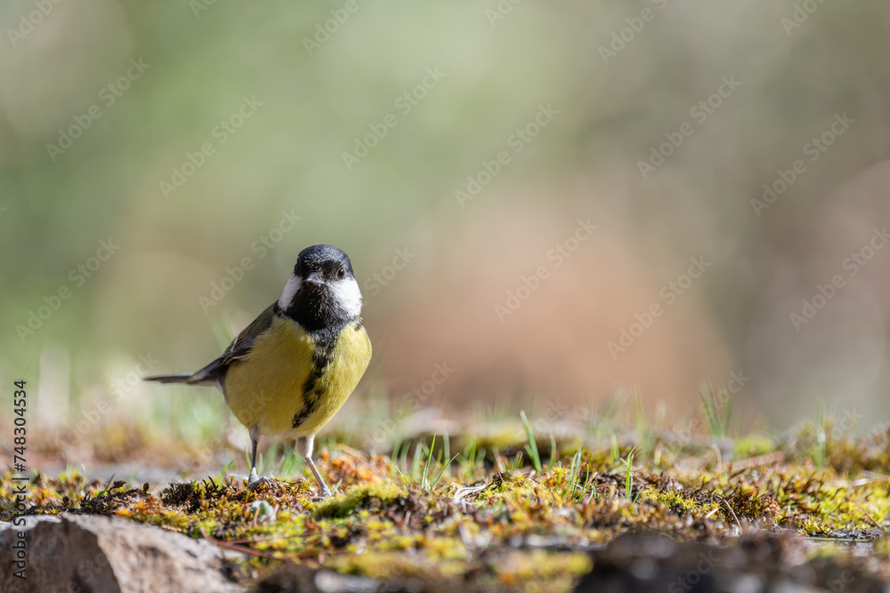 Obraz premium Mésange charbonnière (Parus major), sur un vieux mur de pierre recouvert de mousse