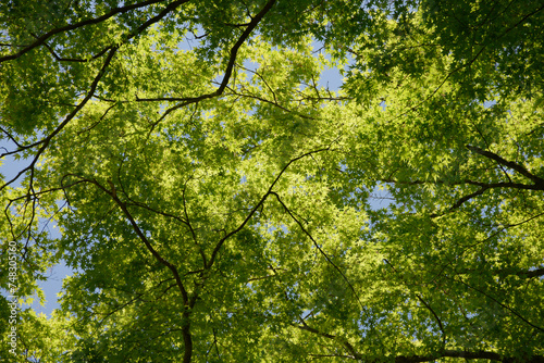 新緑の森 © ogurisu