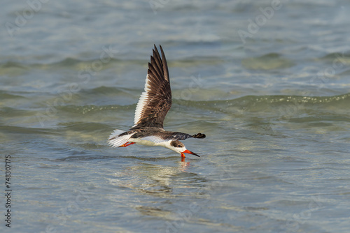 Juvenile Black Skimmer, skimming
