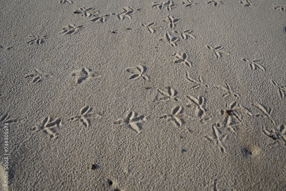 Pigeon footprints in the sand of Iracema Beach in Fortaleza, Brazil. Pigeon footprints in the sand of Iracema Beach in Fortaleza, Brazil.