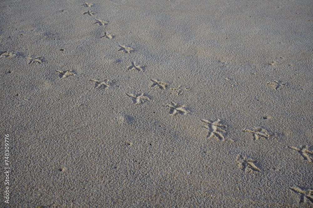 Pigeon footprints in the sand of Iracema Beach in Fortaleza, Brazil. Pigeon footprints in the sand of Iracema Beach in Fortaleza, Brazil.