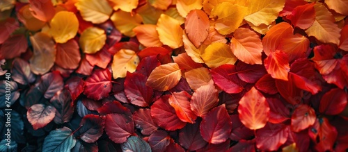 autumn leaves are all of different colors