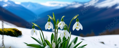 Snodrops flowers maountains scene snowy early spring copy space travel vacation fresh plants leaves sunny day horizontal banner photo