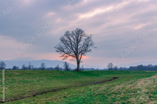 A tree near the old river. An old river bend leading towards a single tree. A lonely majestic tree under the scenic mysterious pink sunset behind the thick spring clouds. 