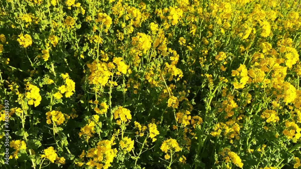 風に揺れる菜の花畑　横移動ショット